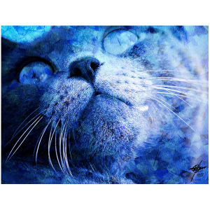 Blue Cat